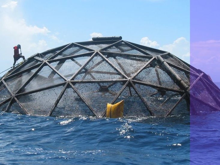 Divers survey a submersible cage used to farm cobia off the coast of Puerto Rico in connection with UCLA research.
